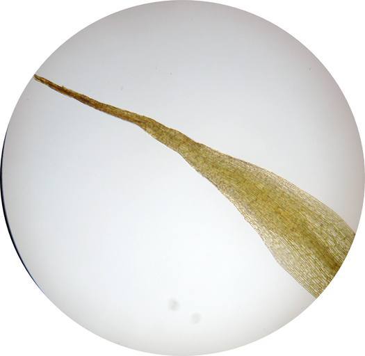 Image of acuminate pleuridium moss