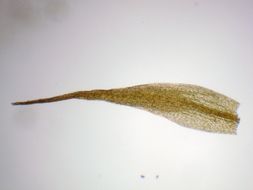 Image of acuminate pleuridium moss