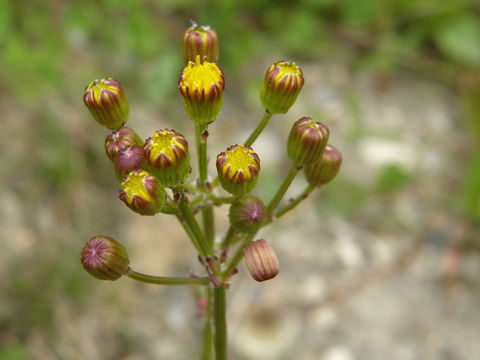 Image of prairie groundsel