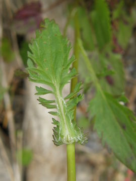 Image of prairie groundsel