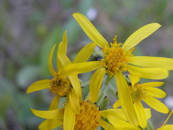 Image of Small Black-Tip Ragwort