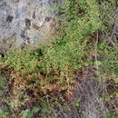 Pellaea andromedifolia (Kaulf.) Fée resmi