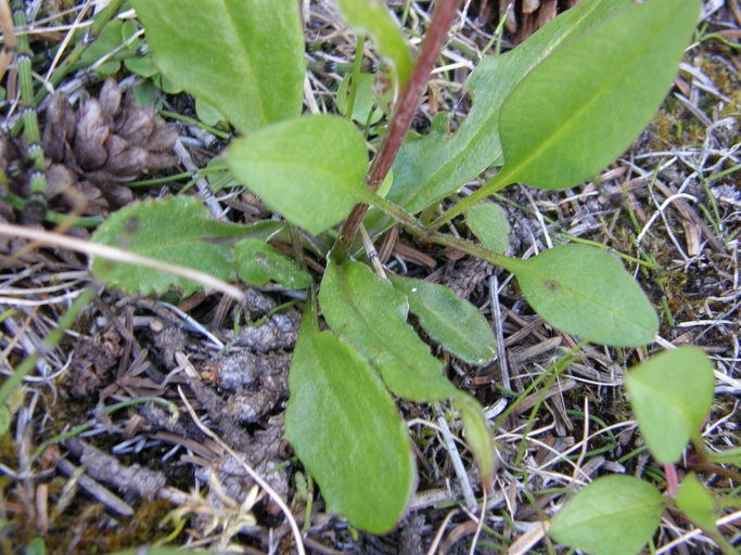 Image of Small Black-Tip Ragwort