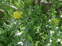 Image of arrowleaf ragwort