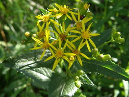 Image of arrowleaf ragwort