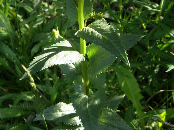 Imagem de Senecio triangularis Hook.