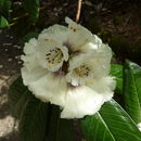 Image of Rhododendron grande Wight