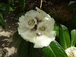 Imagem de Rhododendron grande Wight