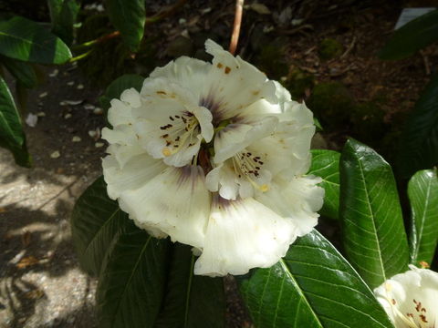 Image of Rhododendron grande Wight