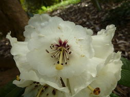 Image of Rhododendron grande Wight