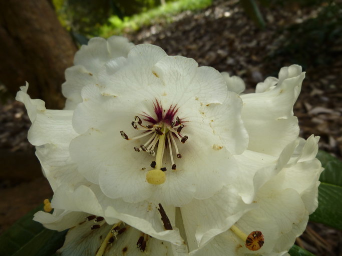 Imagem de Rhododendron grande Wight