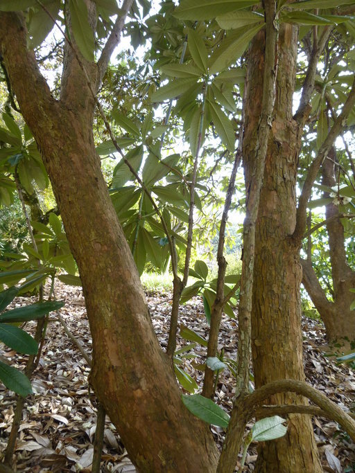 Imagem de Rhododendron grande Wight