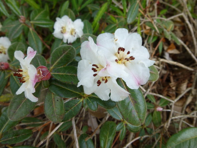 صورة Rhododendron leucaspis Tagg