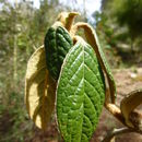 Imagem de Rhododendron edgeworthii Hook. fil.