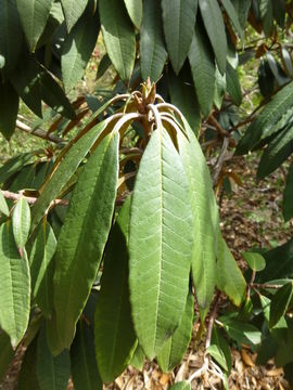 Image de Rhododendron arboreum var. roseum Lindl.