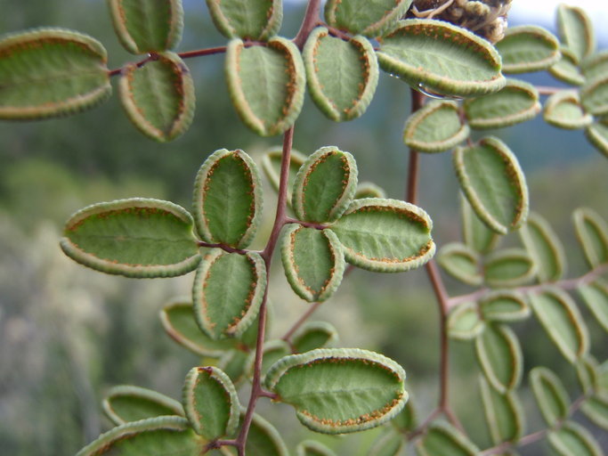 Image de Pellaea andromedifolia (Kaulf.) Fée