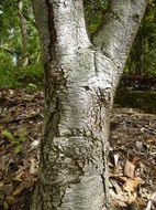 Image of Quercus castanea Née