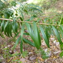 Sivun Podocarpus matudae Lundell kuva