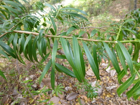 صورة Podocarpus matudae Lundell