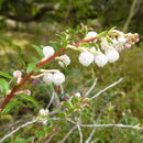 Image of <i>Gaultheria myrsinoides</i>