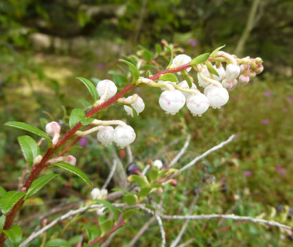 Image of <i>Gaultheria myrsinoides</i>