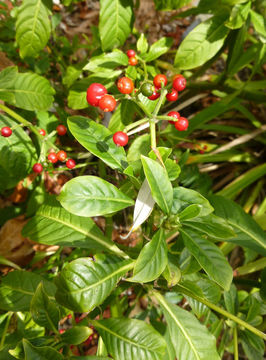 Image of Psychotria costivenia subsp. altorum (Standl. & Steyerm.) Borhidi