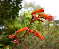 Image of Mauve cuphea