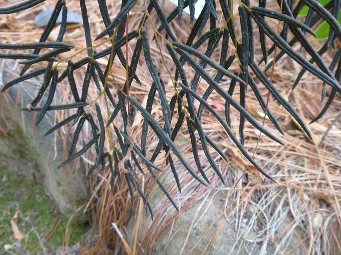 Image of Llavea cordifolia Lag.
