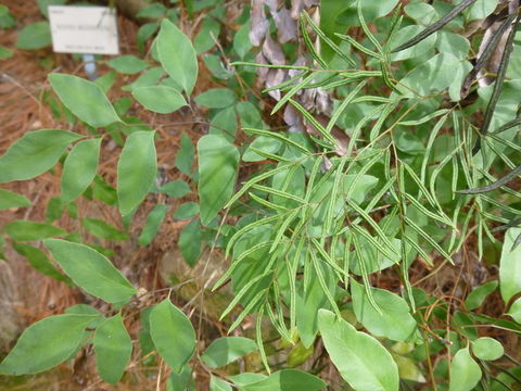 Sivun Llavea cordifolia Lag. kuva