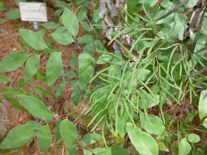 Image of Llavea cordifolia Lag.