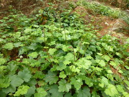 Image de Heuchera amoena C. O. Rosend. Butters & Lakela