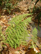 Image of <i>Cheilanthes mexicana</i>