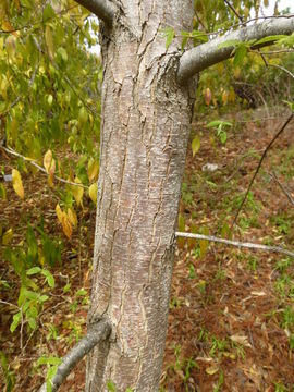 Image of eastern hophornbeam