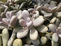 Graptopetalum amethystinum (Rose) Walther resmi