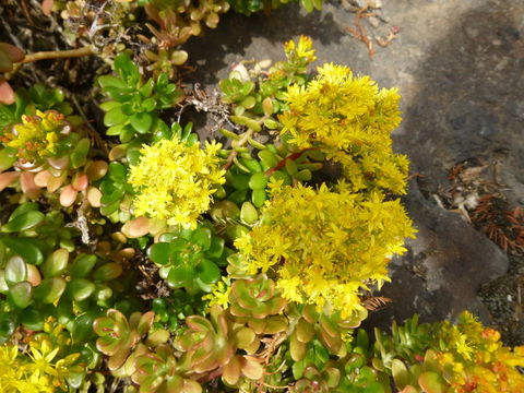 Слика од Sedum confusum Hemsl.