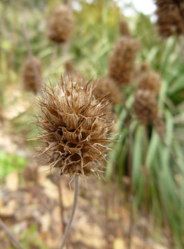 Image of Lepechinia caulescens (Ortega) Epling