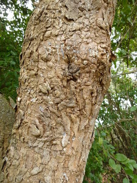 Image of Schinus latifolius (Gillies ex Lindl.) Engl.