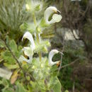 Image of Salvia dominica L.