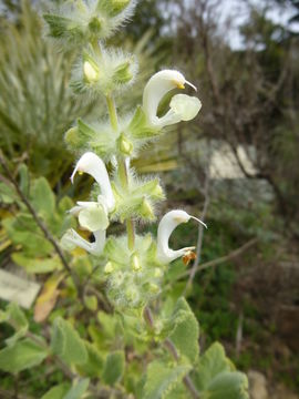 Image of Salvia dominica L.