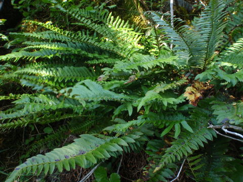 Image of California sword fern