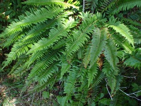 Image of California sword fern