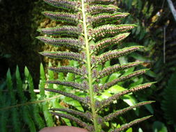 Image of California sword fern