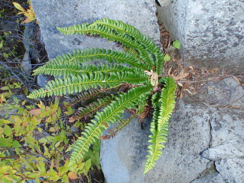 Image of holly fern