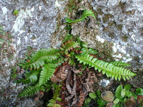 Image of holly fern