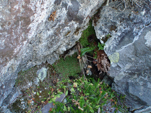 Image of holly fern