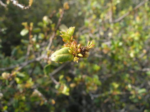 Image of <i>Rhamnus ilicifolia</i>