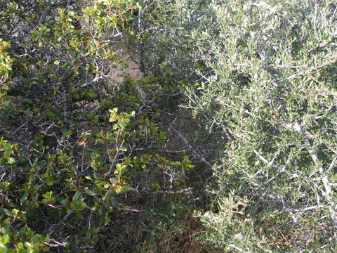 Image of <i>Rhamnus ilicifolia</i>