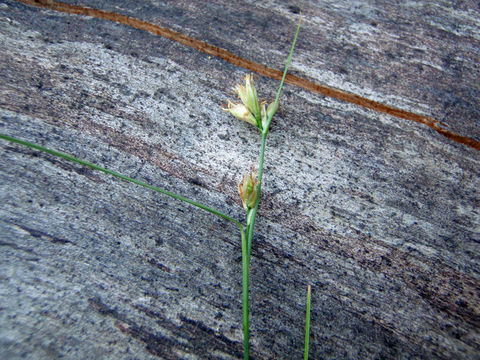 Plancia ëd Rhynchospora alba (L.) Vahl