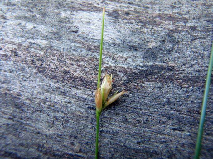 Plancia ëd Rhynchospora alba (L.) Vahl