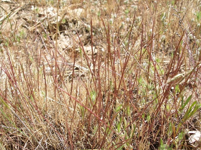 Image of Scribner's grass